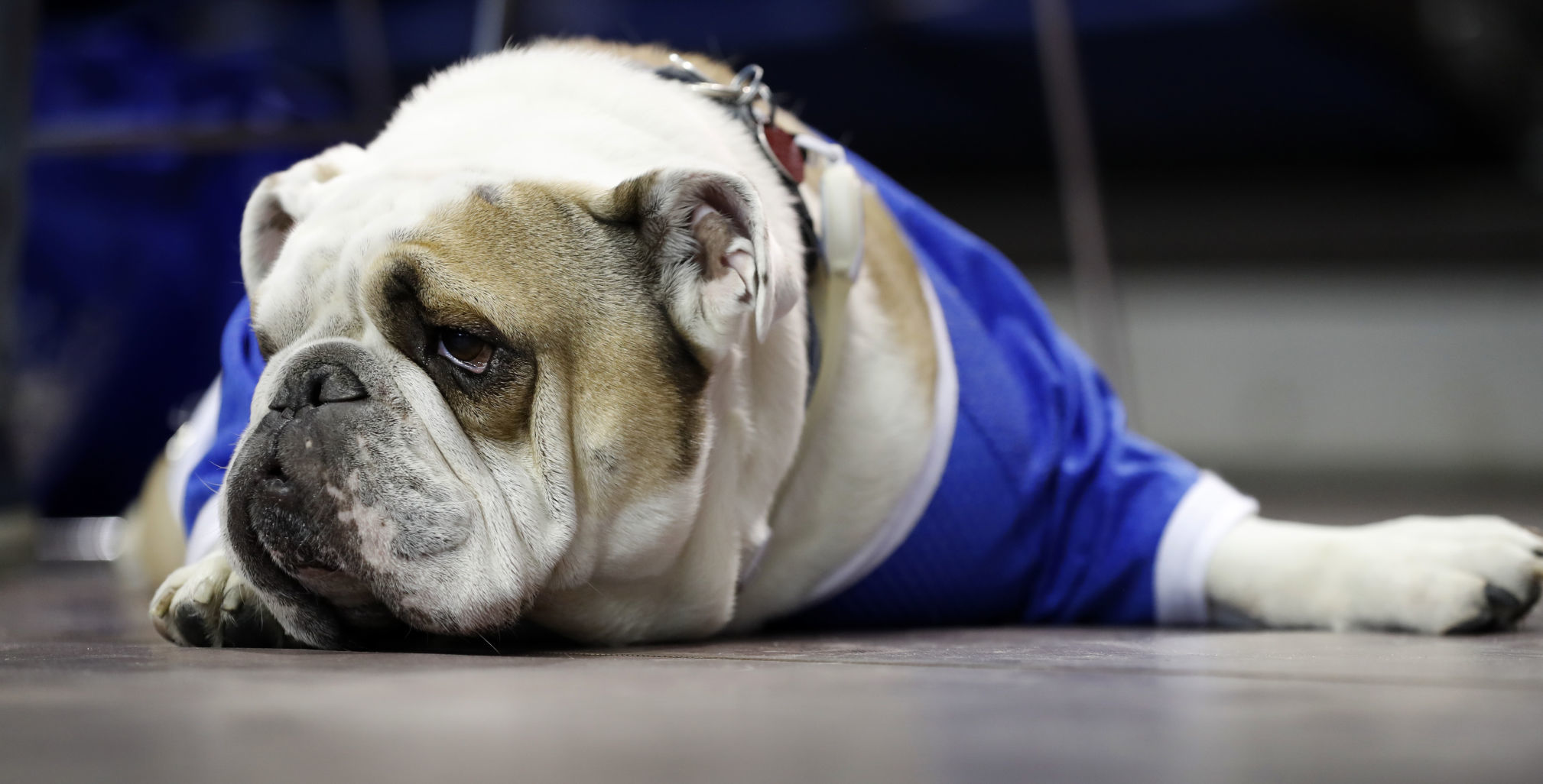 042617AP--Drake-Beautiful-Bulldogs-8